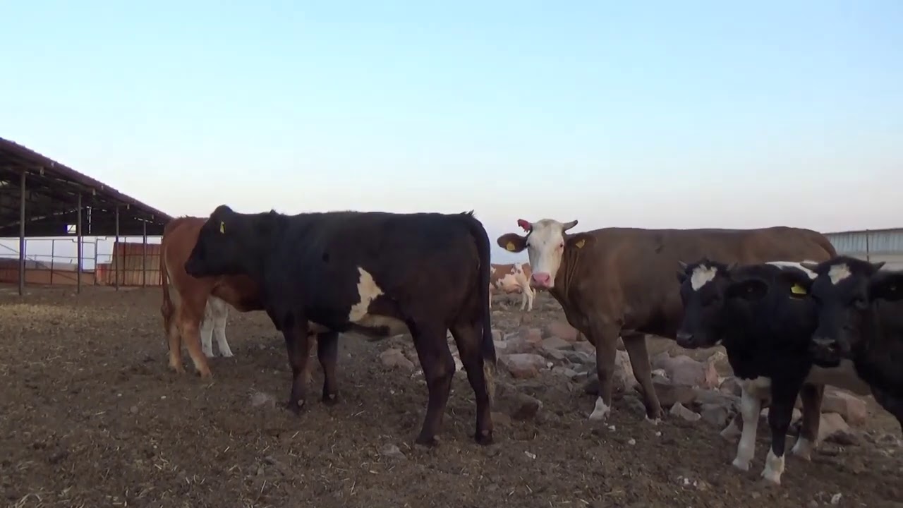 I AM ANGUS TÜRK VERSİYONU