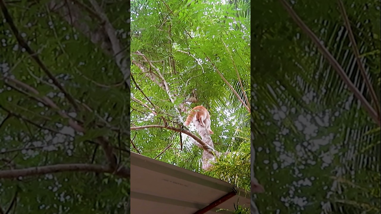 Brave Cat Climbing Down a Tall Tree. Cat Descends the Giant Tree Like a Pro