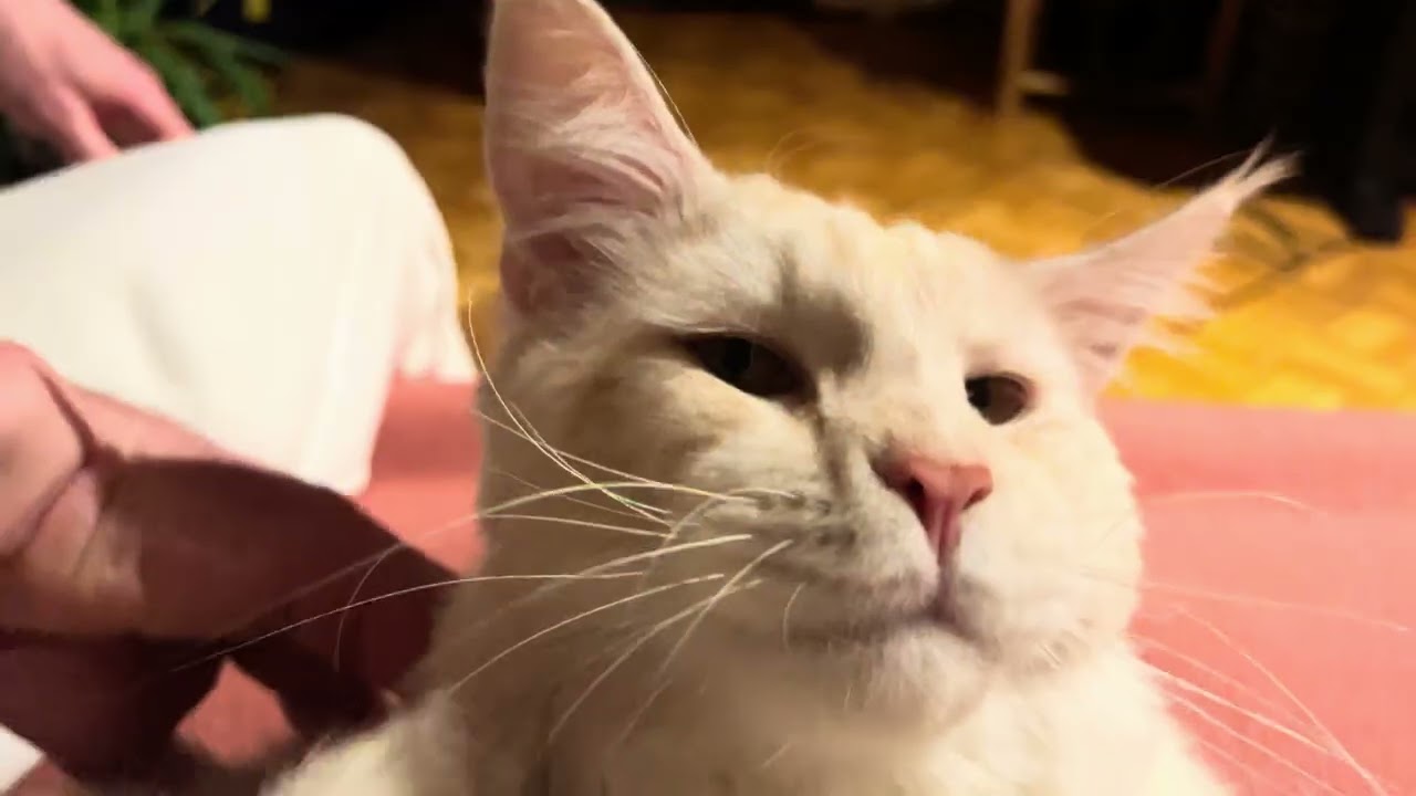 Colombo Big Cat in Action 🐱 Giant Maine Coon Playing | World's Biggest Cat Breed