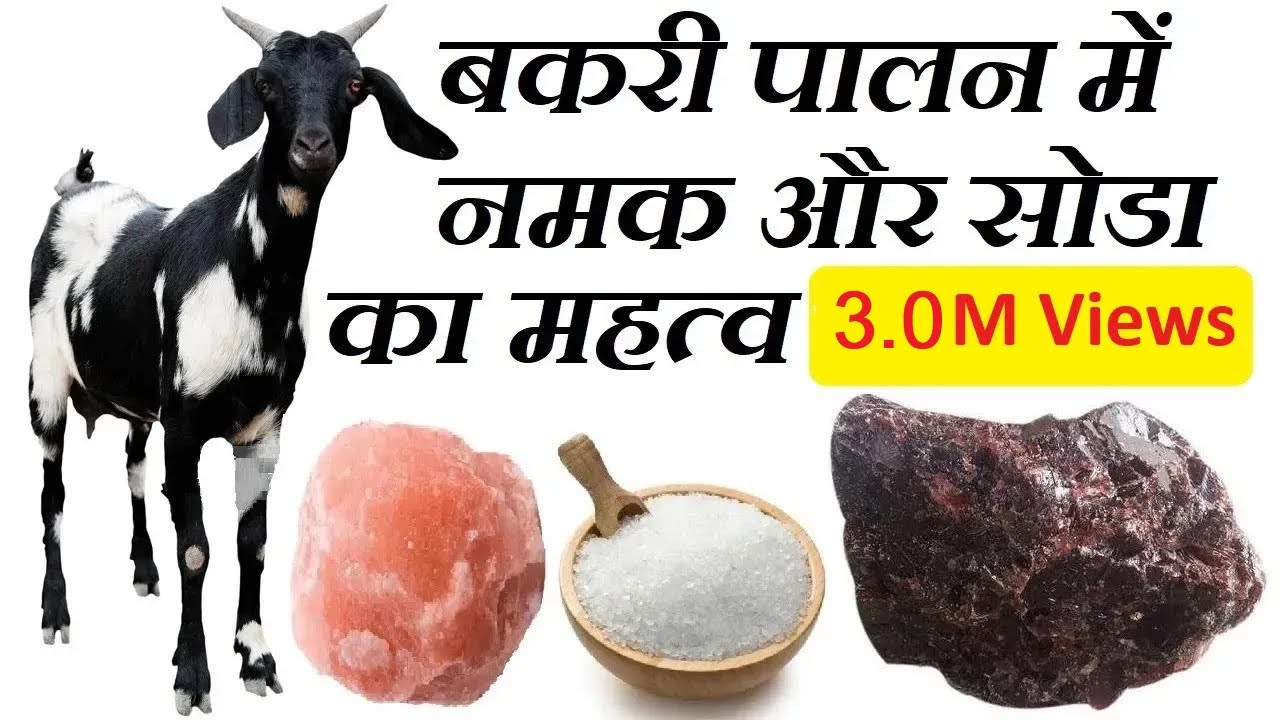 बकरी पालन में नमक और सोडा का महत्व Importance of Salt and Baking Soda in Goat Farming