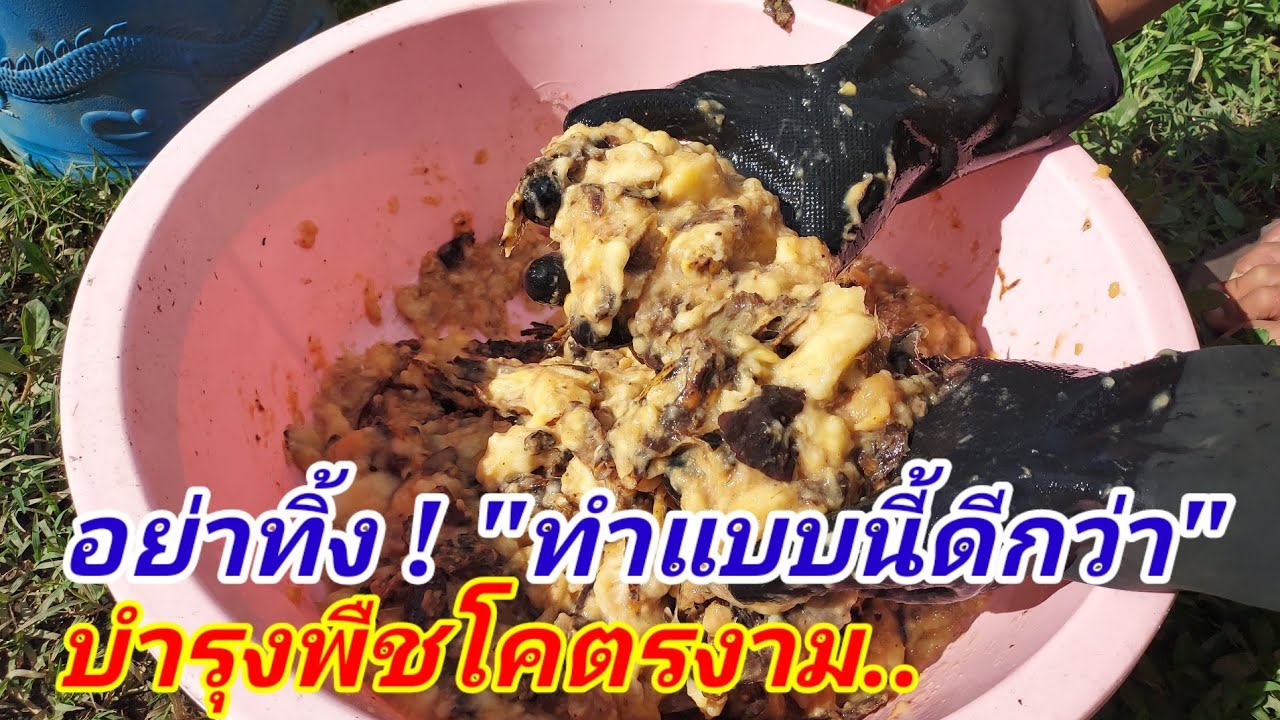อย่าทิ้ง !กล้วยสุกเด็ดขาด นำมาทำแบบนี่ดีกว่า พืขงามมาก