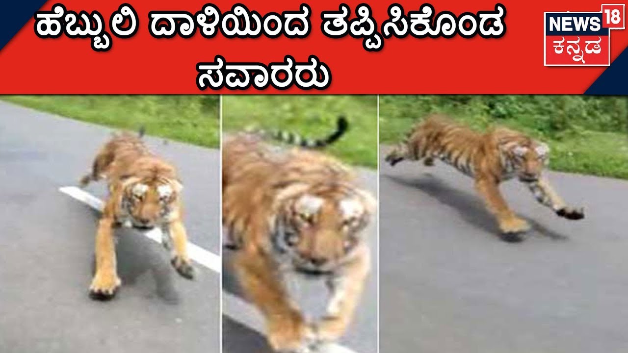 Commuter Escapes Tiger Attack In Bandipur, Video Goes Viral Online
