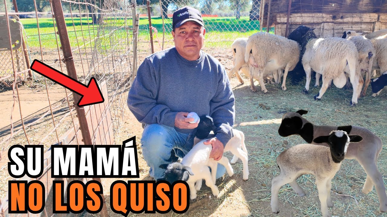 ¿CÓMO SALVAMOS A ESTOS BORREGUITOS ABANDONADOS?🐑⛰️ 