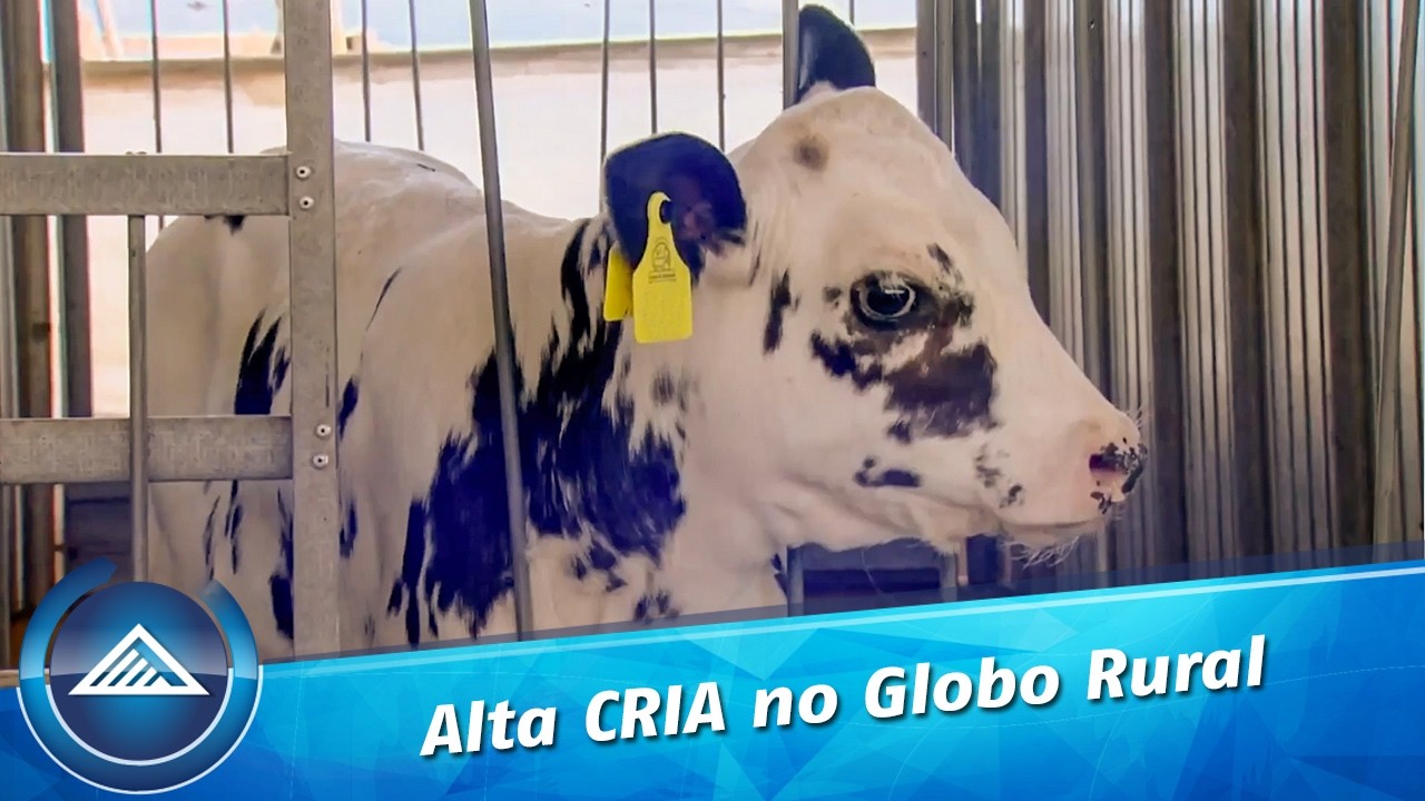 Alta CRIA no Globo Rural | Como o manejo de bezerras impacta o futuro do rebanho leiteiro