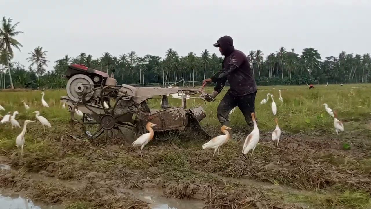 Make friends with birds,When the plow of rice fields is happiness