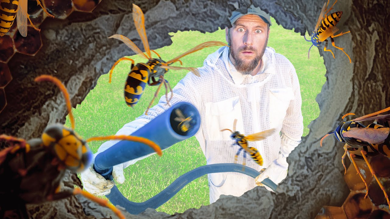 We Vacuumed 500 Violent Hornets out of their Nest