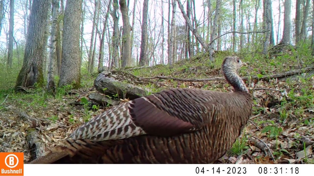 Trail Cam video Middle Tennessee Wildlife 11