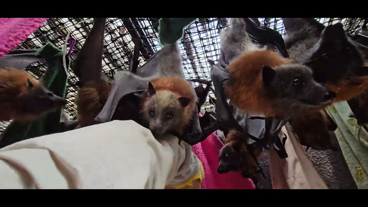 Bats meet John's arm