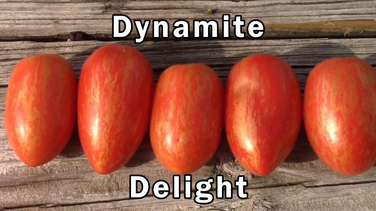 Dynamite Delight Tomato Taste Test and Review.