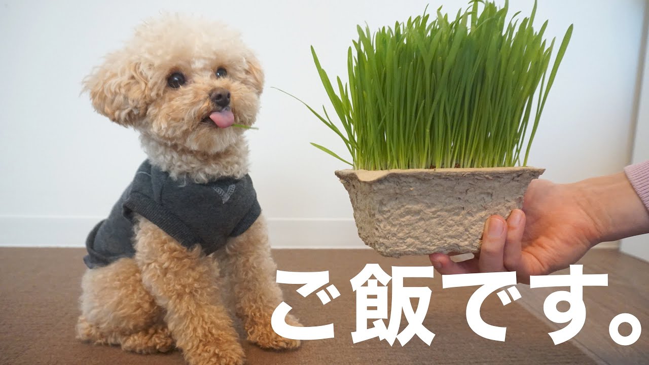 野菜好きの犬に草丸ごと与えたら面白過ぎた【トイプードル】