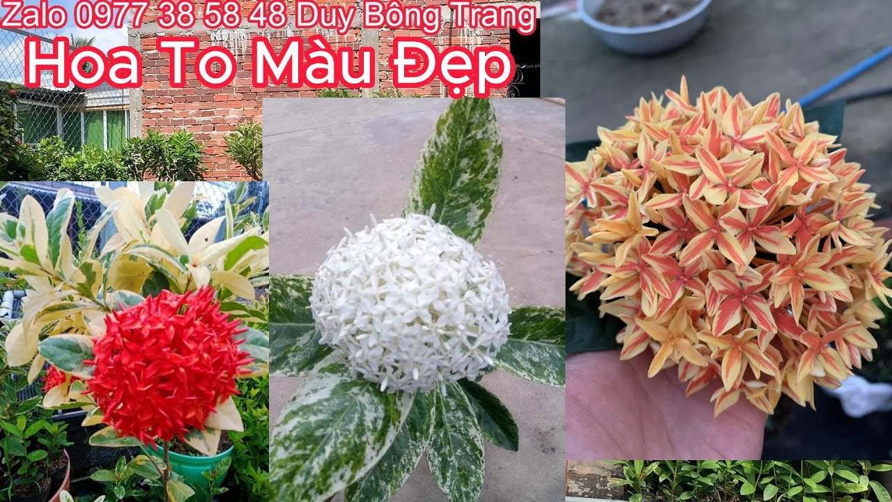 Combo 25 Cây Bông Trang Giống Mới Nhiều Màu 400k Bao Ship