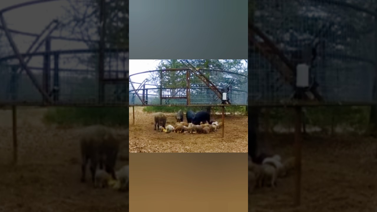 🐗 Экстрим Ближняя Дистанция | Мастерский Выстрел КабанДикий кабан #охота #выстрел
