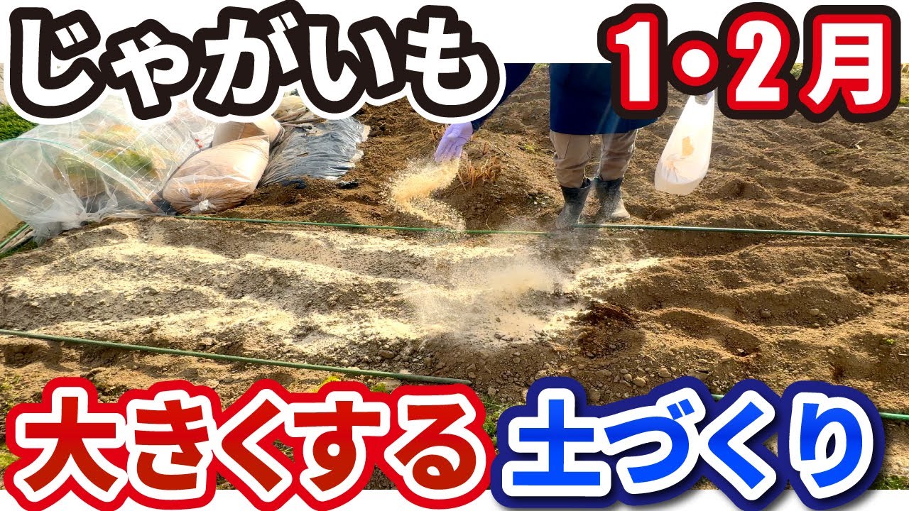 【じゃがいも栽培】大きくするために1月に絶対やるべきこと【おすすめ品種も紹介】