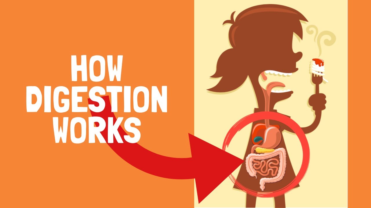 How Digestion Works