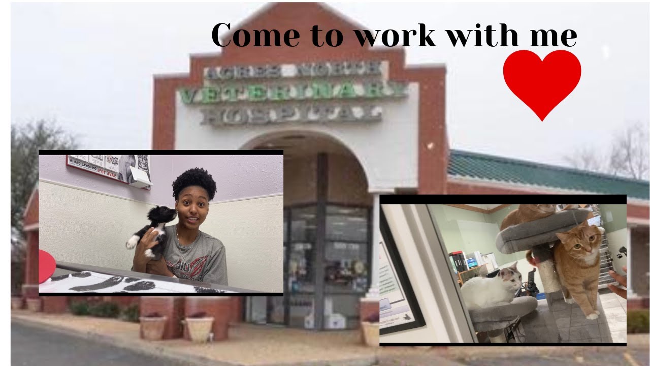 Come To Work With Me At A Veterinary Hospital | College Student Kennel Technician