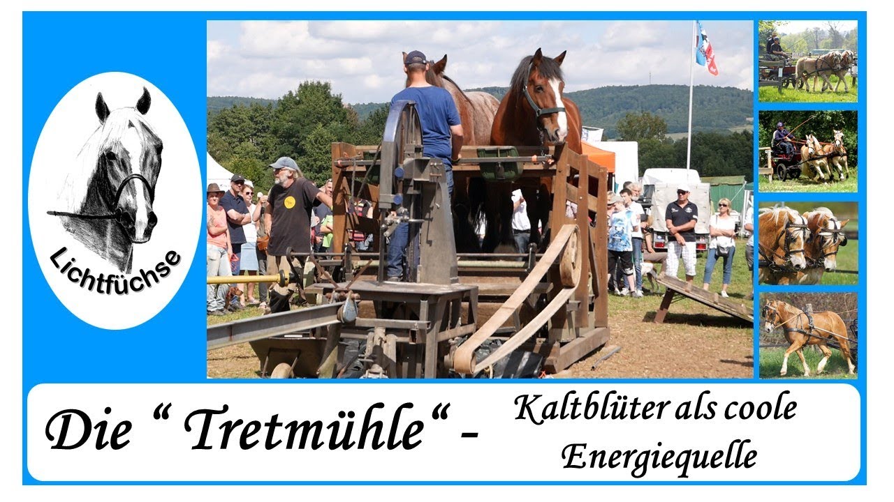 Die Tretmühle - Kaltblüter als coole Energiequelle - Vorführung auf der 