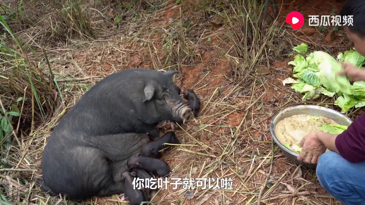 华农兄弟：母猪生了9只可爱的小猪，弄点好吃的给它补一下