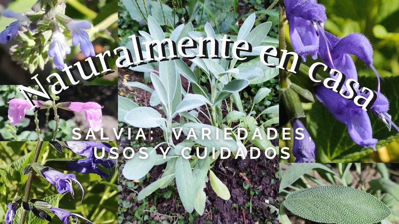 Huerta Salvia: variedades, usos y cuidados