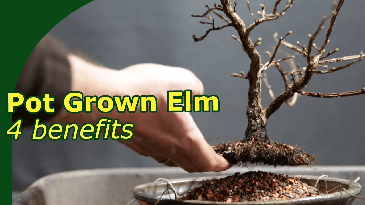 Developing a bonsai from a cutting in a pot. (4 benefits)