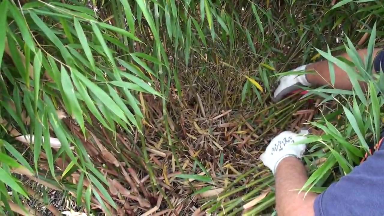 How to prune a clumping bamboo