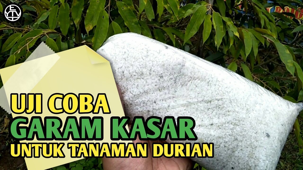 Uji Coba GARAM KASAR  untuk perangsang pertumbuhan pada Tanaman Durian