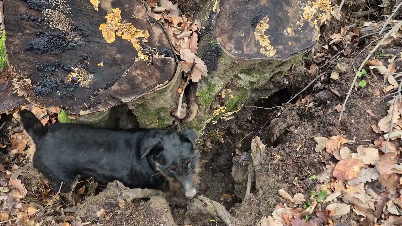 ‼️JAGDTERRIER digging under a fallen tree‼️