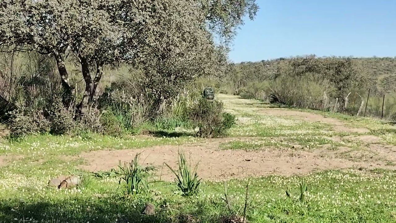 Perdiz con reclamo 2026. Mi pájaro Nervioso hoy en el coto Cañajoso De la ribera 