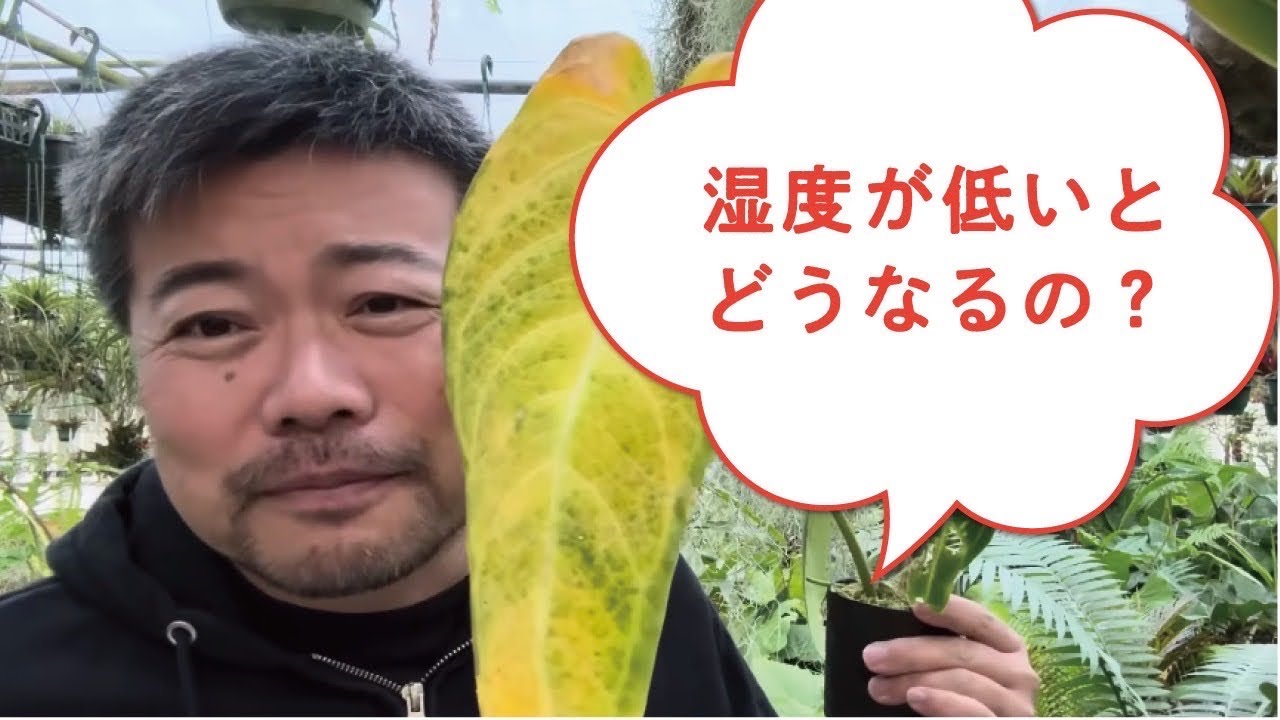 湿度が低いと植物はどうなるかを解説　#加湿器 #観葉植物 #育て方 #園芸