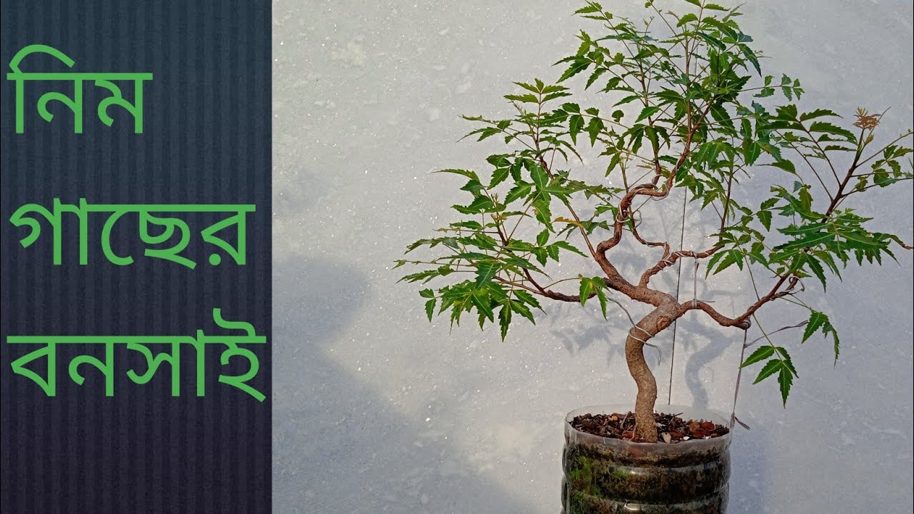 some works on neem bonsai.
