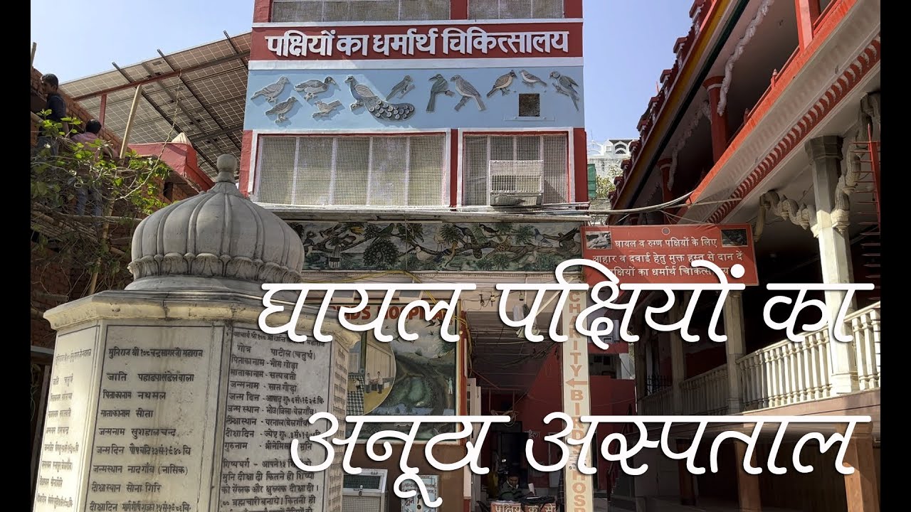 जहां पक्षियों का होता है इलाज व देखरेख | Charity Bird Hospital | Lal Mandir Chandni Chowk Old Delhi