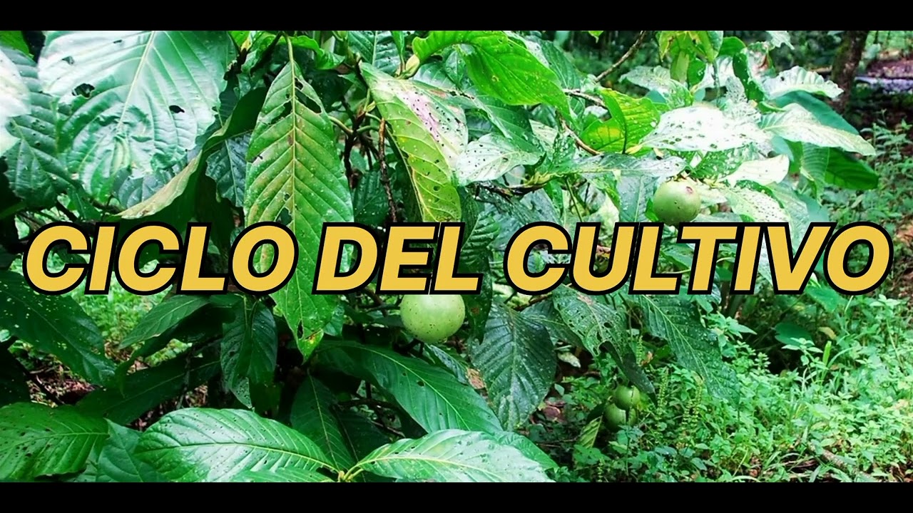 Ficha Técnica del cultivo de borojó