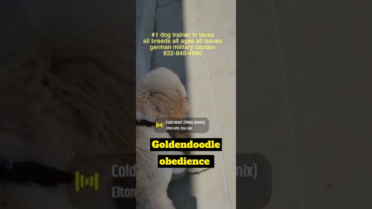 Goldendoodle obedience training 832-845-4680 Houston Dog training all professional