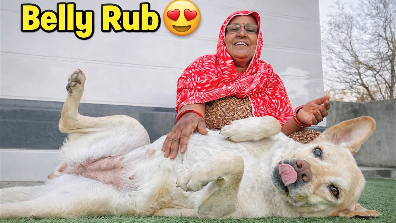 My Dog Jimmy’s Morning Fun with Me | Angry & Happy Moments