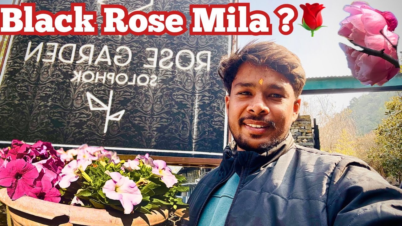 Inside the Rose Garden of Sikkim: Red, Yellow & Black Roses? 🌺