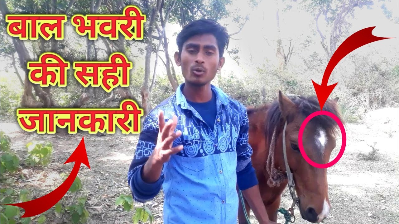 Ghode Ki Bal Bhawri ki Sahi Jankari | In Hindi