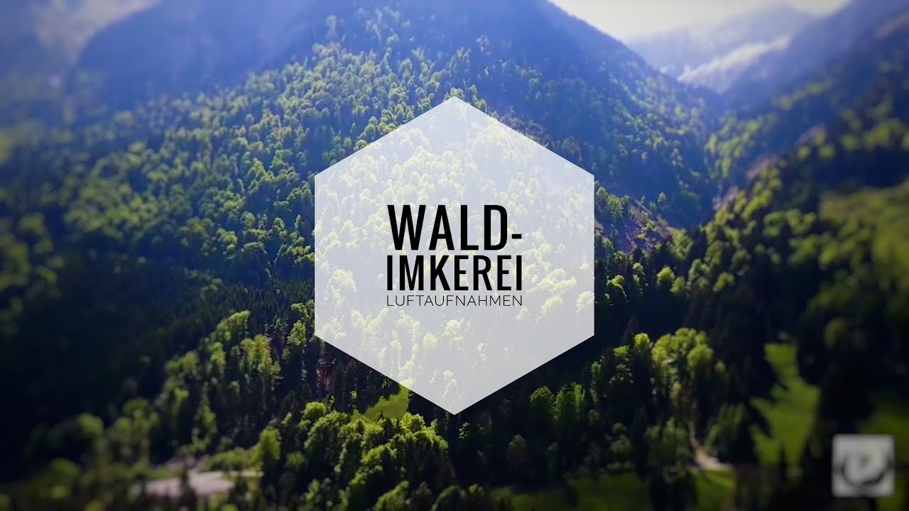 Wald-Imkerei - Aufnahmen aus der Luft