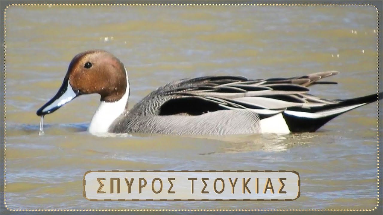 Σουβλόπαπια η Ψαλίδα  Αρσενικό Πουλί - Northern pintail male