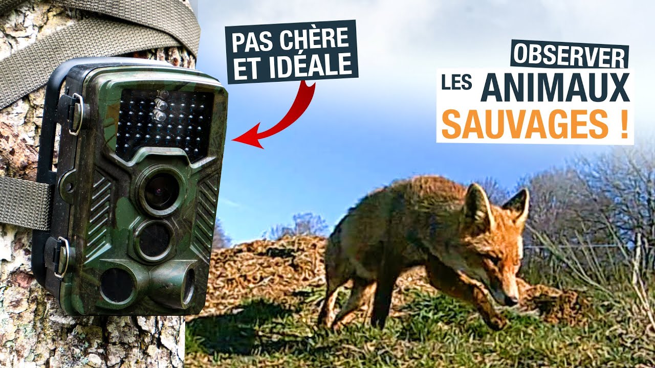 LE PIÈGE PHOTO, idéal pour observer FACILEMENT tous les ANIMAUX SAUVAGES !