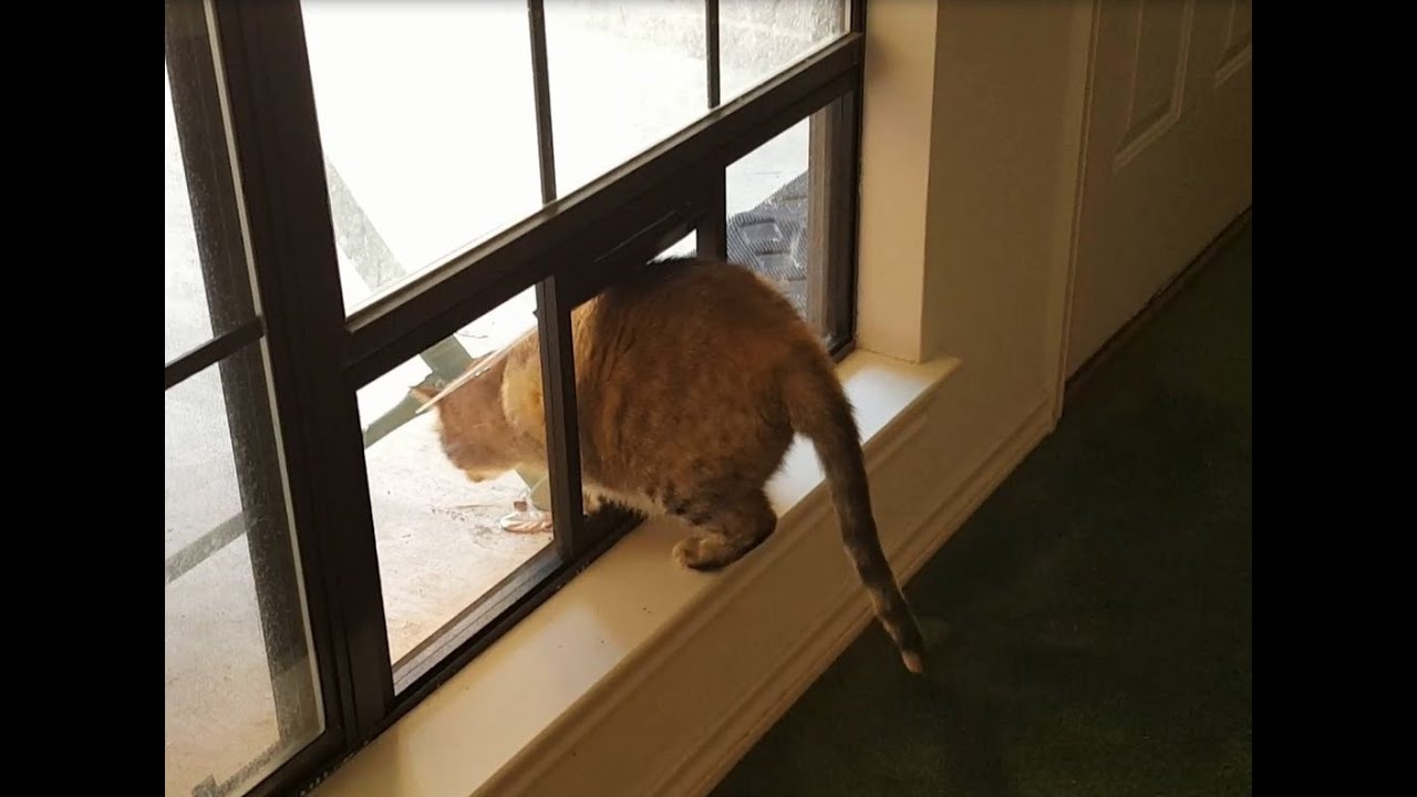 Building a Cat Window (Part 1)