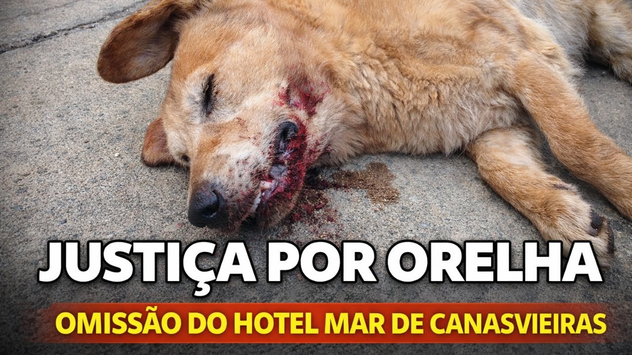 mar de canasvieiras rede de hotéis Floripa? mar de canasvieiras rede de hotéis cão orelha?