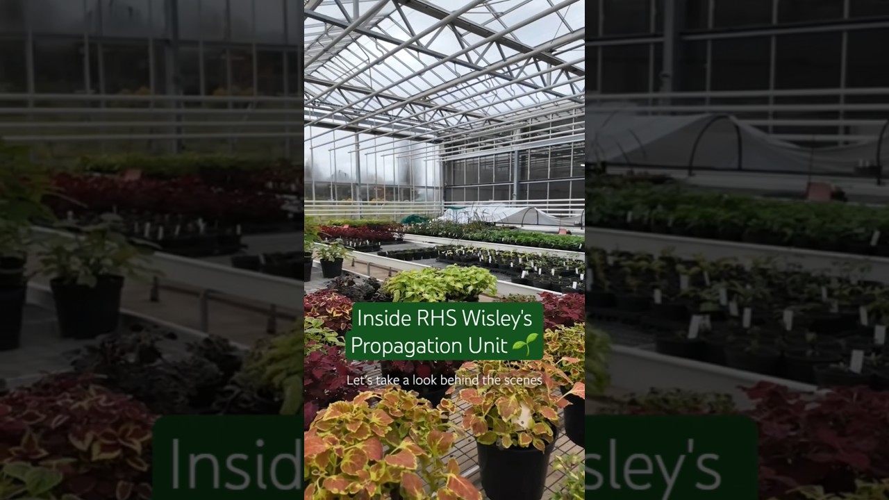 What goes on behind the scenes at the Propagation Unit at RHS Garden Wisley #rhs #bts