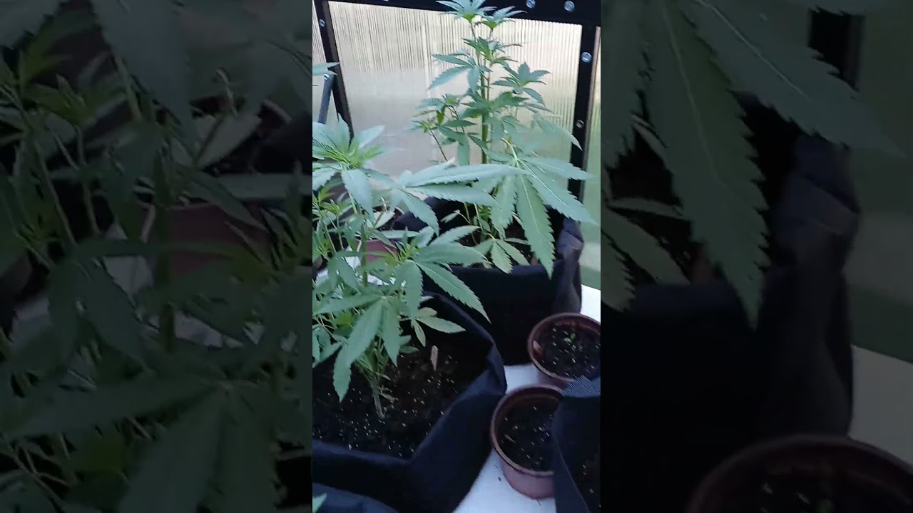 62 days... #cannabisdaily #mrgoovibes #garden #howtogrowcannabis #420