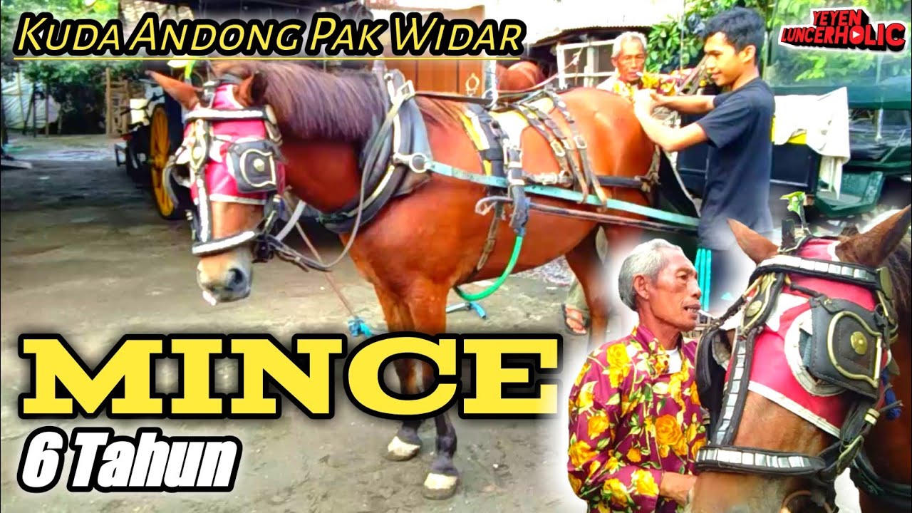 Kuda THOKOL Tangguh dengan Daya Tahan Tubuh yang Kuat