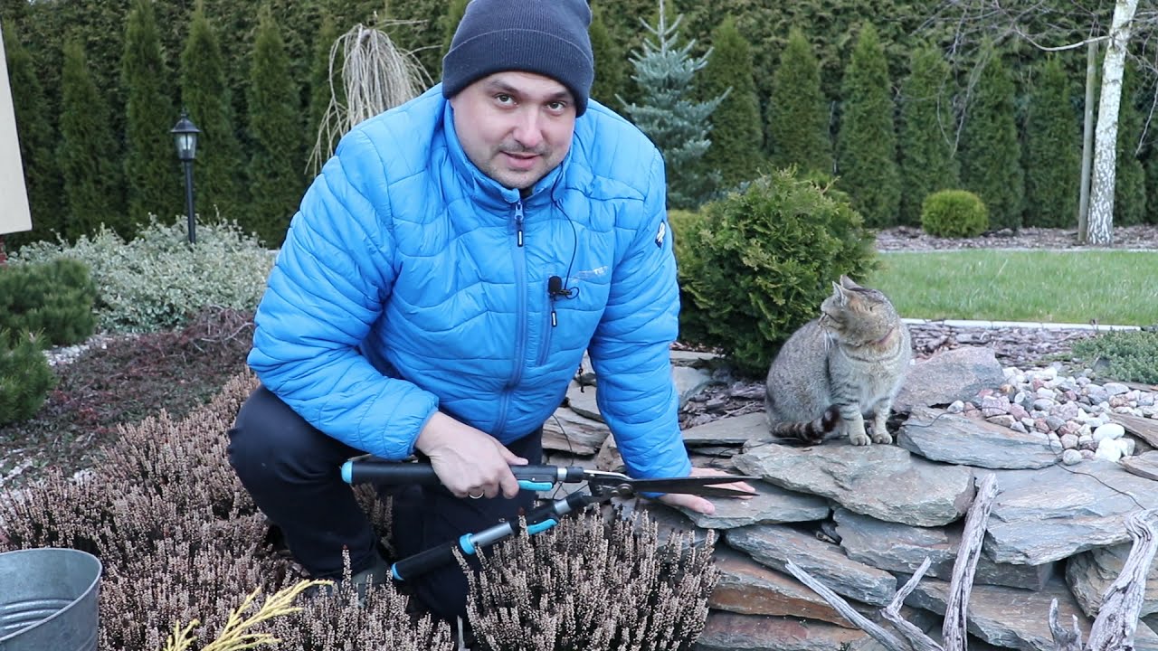 Jak i kiedy ciąć wrzosy?