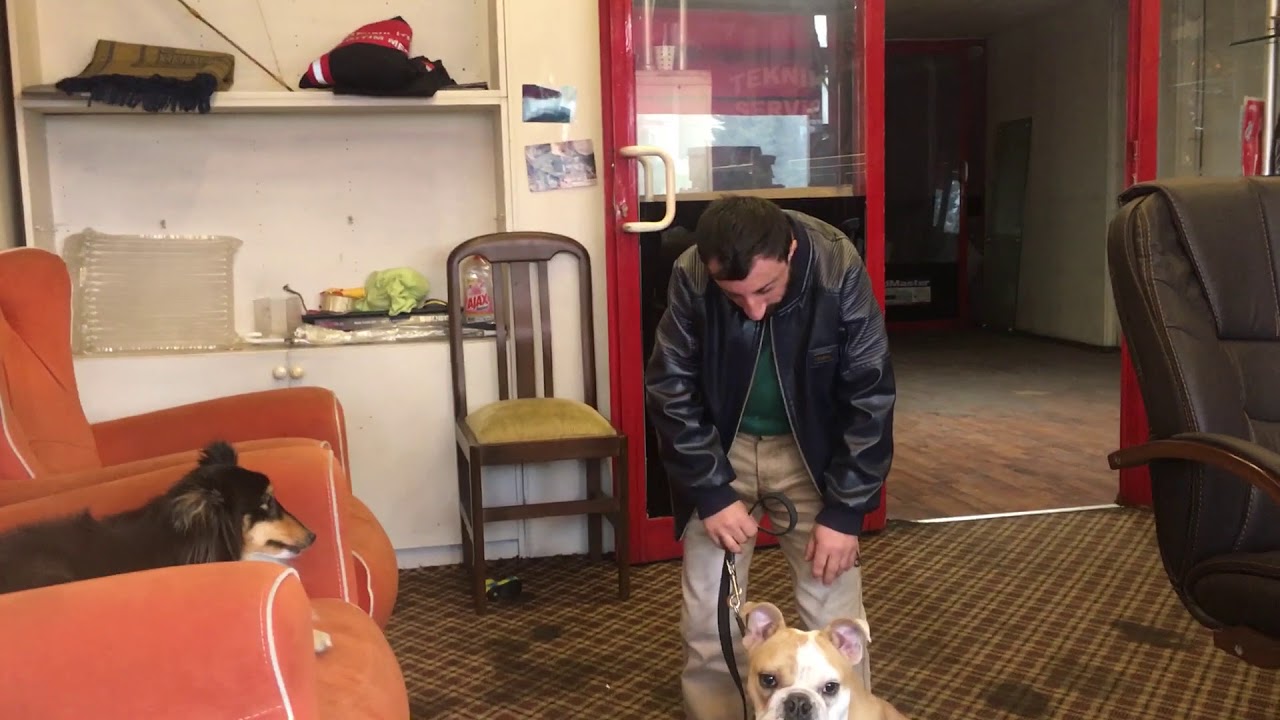 Köksal Baba Köpeği Boncuğa Eğitim Veriyor