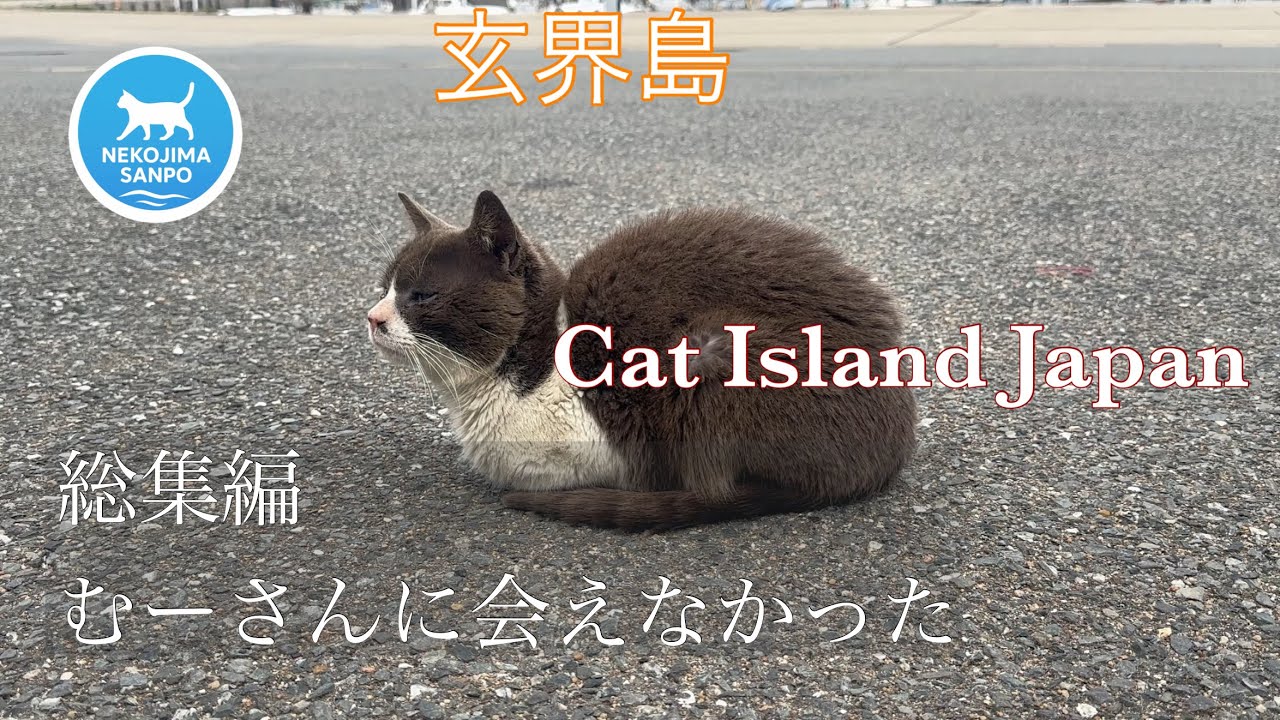 🐈 玄界島⚓【総集編】港のカフェに集う猫たちの日常