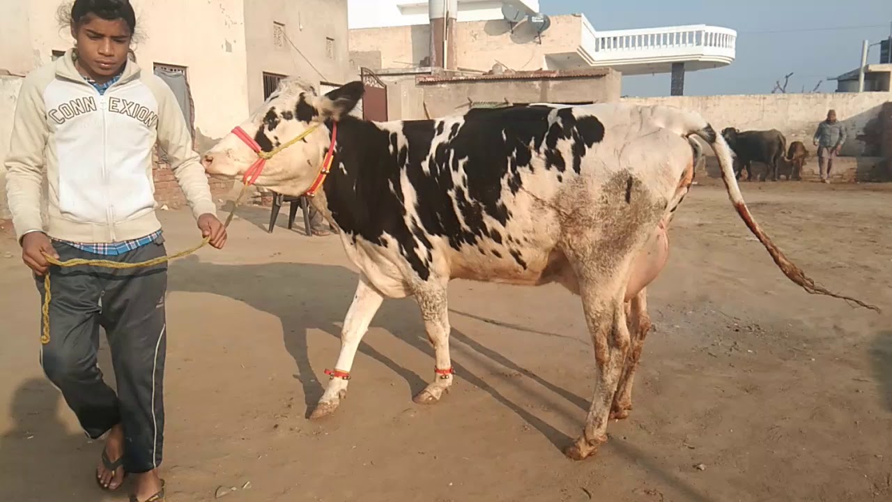 High milking cow for sale mobile number 9549400588(2)