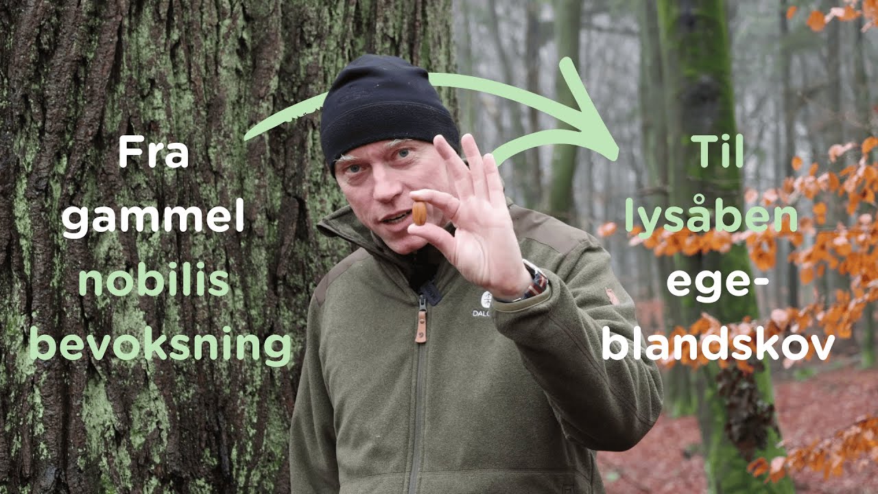 Fra nobilis til ege-blandskov – sådan konverterer vi skoven i Svanninge Bjerge