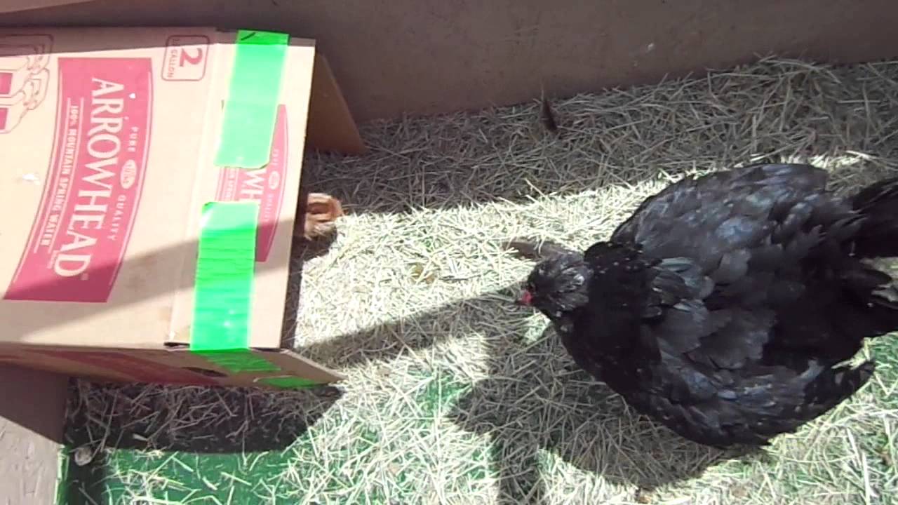 Attack of the mother hen