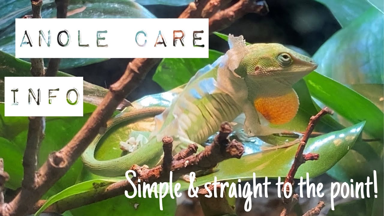 How to keep green anoles in captivity!!(+Info,feeding, setup etc!!)